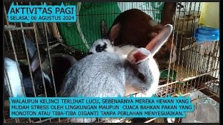 MENYENTUH KELINCI MEMBERIKAN RASA NYAMAN [upl. by Unni]