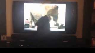 PHIL The Dog HATES HUMPDAYATTACKS GEICO CAMEL ON TV [upl. by Tatia66]