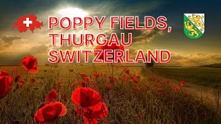 Drone shots of poppy fields in Thurgau Switzerland [upl. by Shumway]