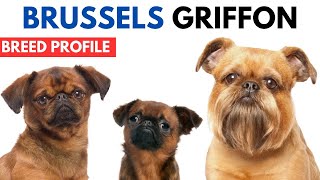 Brussels Griffon Breed Profile History  Price  Traits  Brussels Griffon Grooming Needs  Lifespan [upl. by Atnahsa818]