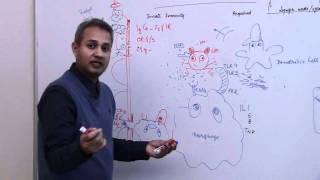 Immunology Neutrophil Lecture 3 Part 15 [upl. by Gilleod]