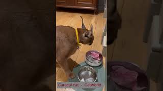 Caracal cat  Caracal eating [upl. by Inram]