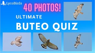 Ultimate Buteo Hawk ID Quiz  Eastern US [upl. by Josepha819]