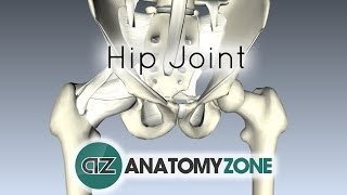 Hip Joint  3D Anatomy Tutorial [upl. by Ailadi466]