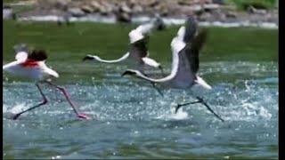 The Great Flamingo Escape  Massive Nature  BBC Earth [upl. by Treva]