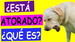 Mi PERRO hace RUIDOS RAROS como si se AHOGARA [upl. by Cordie]