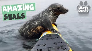 Funny Seals Compilation 2018  Why We Love Seals [upl. by Enyar785]