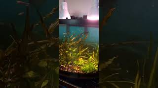 26 Gallon Planted BowFront Aquarium [upl. by Yanarp676]