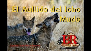 El aullido del lobo mudo Sierra de la Culebra Zamora España [upl. by Torres]