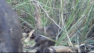 Baby Tasmanian Pademelon walks up to a Trail Camera with it’s mum [upl. by Klimesh]