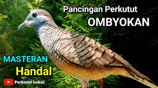 Perkutut lokal gacor Suara Besar Pancingan Perkutut ombyokan perkutut perkututlokalgacor [upl. by Branch]