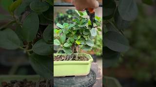 Ficus Microcarpa Bonsai Pruning [upl. by Ellennod]