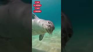 Seal fish 🦭🦭🦭 so beautiful summing explore nuturemite trending loveanimals nuturel shorts [upl. by Htnamas292]