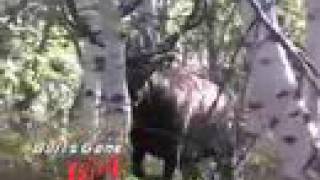 MossBack Giant Utah Elk  Bulls Gone Wild 2 Trailer [upl. by Sillyrama845]