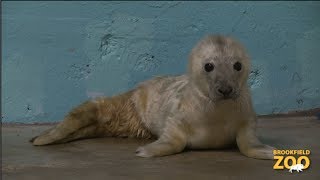 Grey Seal Pup Born at Brookfield Zoo [upl. by Portie223]