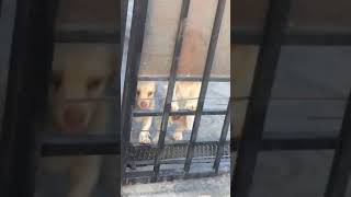 Perritos malvados encarcelados VIDEO OFICIAL  Adulto Bonito [upl. by Pauly]