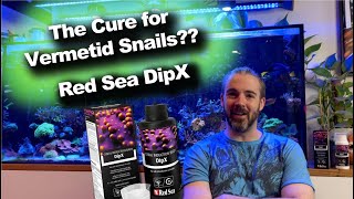 Can This Dip Kill Vermetid Snails  Red Sea DipX [upl. by Ailsun]