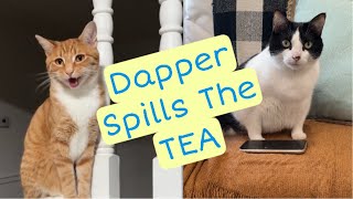 Dapper Spills The Tea On Cody and Jasmine [upl. by Ena]