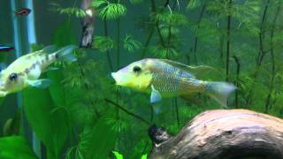 Geophagus steindachneri Mating Dance [upl. by Netsrik557]