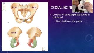 2 Pelvic Girdle  The coxal bones [upl. by Haet]