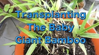 Giant Bamboo Seedling Update  Transplanting [upl. by Ylagam]