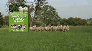 First Steps in BORDER COLLIE SHEEPDOG TRAINING  teaching herding dogs [upl. by Leroj508]