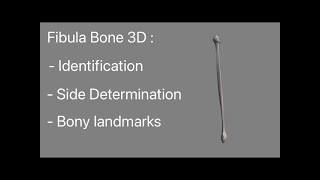 Fibula Bone 3D anatomy model animation Side determination relation with tibia bone  Osteology [upl. by Steffy743]