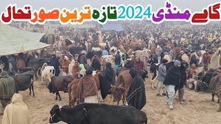 Cow Mandi 2024  Desi Cow Price Update  Sahiwal Cholistani Cow  Malumor Mandi Jhang [upl. by Kimberlyn]