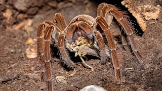 Hogyan tartsam  Theraphosa stirmiblondiapophysis [upl. by Mapes601]