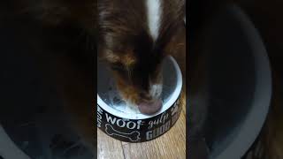 Sequoyah and Ahyoka Star enjoy chia seedgoat milk pudding with yogurt read description [upl. by Masao]