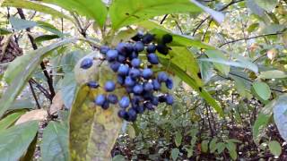 Capital Naturalist Possumhaw Viburnum [upl. by Uolyram375]