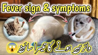 how to tell if your cat has a fever  Cat Fever sign amp Symptoms  how to reduce fever in cats [upl. by Brina]