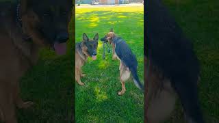 Two showline German Shepherds playing with rope [upl. by Liddy]