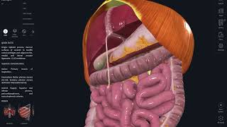 Liver amp Biliary system anatomy REVISION [upl. by Fagaly515]