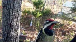 Yellowbellied Sapsucker taps on our window [upl. by Accemahs]