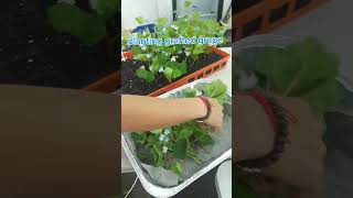 Grafting of grape 🍇 plant in Agroshtil Nursery FarmIsrael 🇮🇱 by Nepali 🇳🇵 and Thailand 🇹🇭 people [upl. by Llarret287]