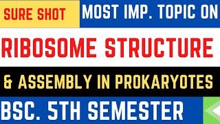 Ribosome structure amp assembly in prokaryotes ll Structure of ribosome ll assembly in prokaryotes [upl. by Keemahs933]