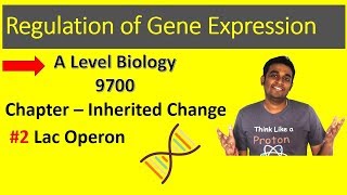 Lac Operon  A Level Biology  9700 [upl. by Puttergill466]