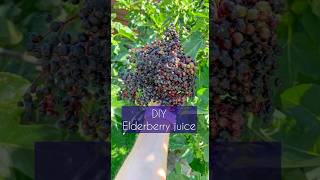 Support your Immune System with this DIY Elderberry Juice elderberryjuice elderberrysyrup [upl. by Apostles]