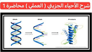 الأحياء الجزيئي  عملي  محاضرة 1 [upl. by Ecirtap]