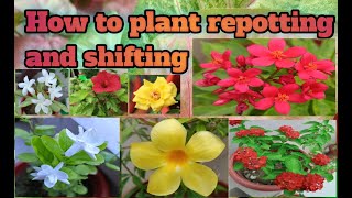 Plants Repot and shiftingnaturalenvironment331 [upl. by Eeldivad718]