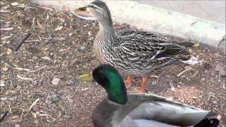 Mallard Ducks male and female [upl. by Thomas]