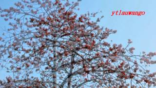 木棉花Silk cotton tree20120409 [upl. by Yarvis]