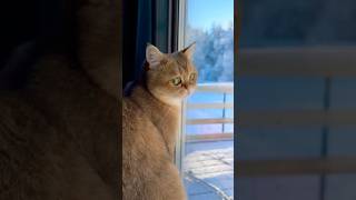 Winter wonderland ❄️ catvideos cute cutecat catlover [upl. by Koziara]