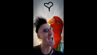 This Parrot sings my favourite tune [upl. by Nevai]