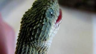 Atheris squamigera NZ 122009 feeding [upl. by Illac849]