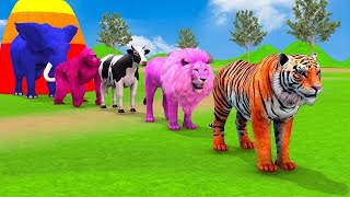 Long Slide Game With Elephant Gorilla Buffalo Hippopotamus Tiger  3d Animal Game  Funny 3d Animals [upl. by Tica87]