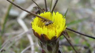 Fruit fly  Campiglossa misella on coltsfoot [upl. by Analle398]