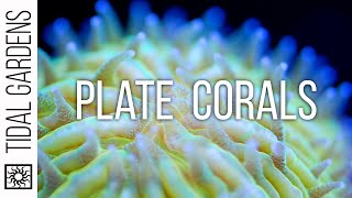 Plate Coral Care Tips  Fungia Cycloseris Diaseris Lithophyllon etc [upl. by Ueik]