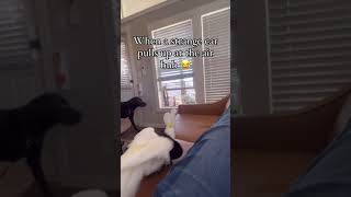 My parrot barking tho 😂 cockatoo parrot guarddog funnyanimals [upl. by Ayokal]